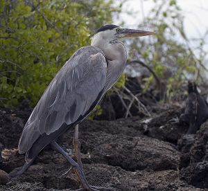 Dragon Hill, Santa Cruz Island, Galapagos 066.jpg